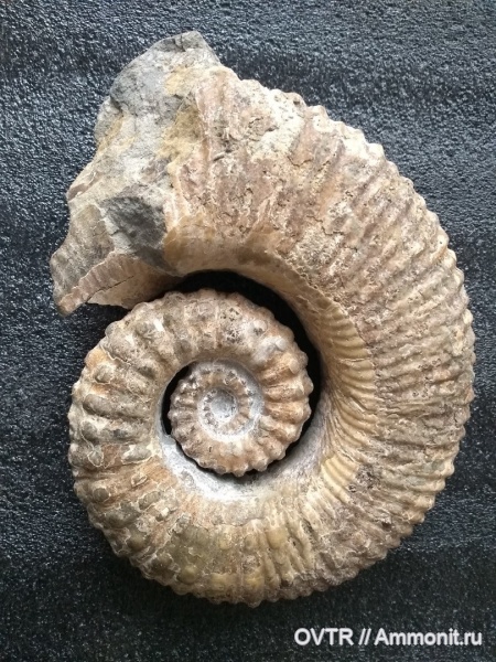аммониты, Ammonitoceras, апт, Дагестан, ранний мел, Кавказ