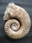 Ammonitoceras sp. c пупком, 18см