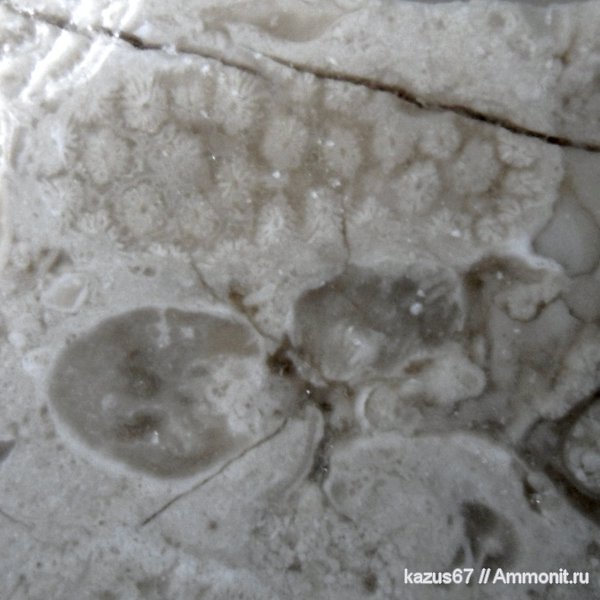 окаменелости, Fossils