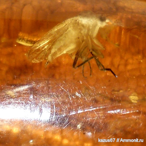 насекомые, янтарь