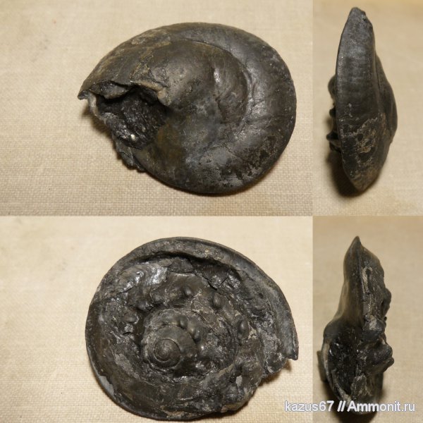 гастроподы