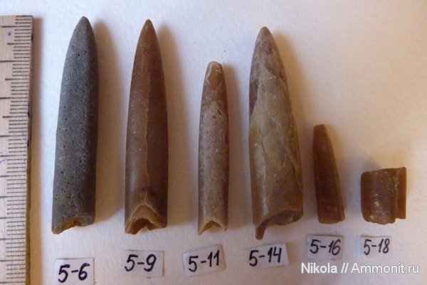 белемниты, belemnites