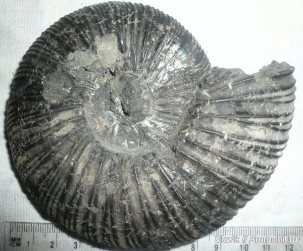аммониты, юра, Virgatites, Еганово, Ammonites, Jurassic