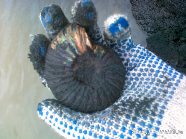 аммониты, юра, Virgatites, Еганово, Virgatites virgatus, Ammonites, Jurassic