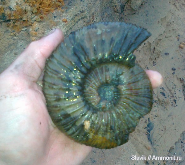 аммониты, юра, Virgatites, Еганово, Virgatites virgatus, Ammonites, Jurassic