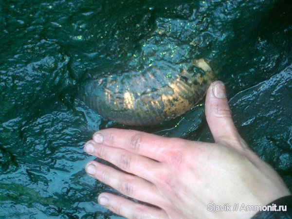 аммониты, юра, Dorsoplanites, Еганово, Ammonites, Jurassic