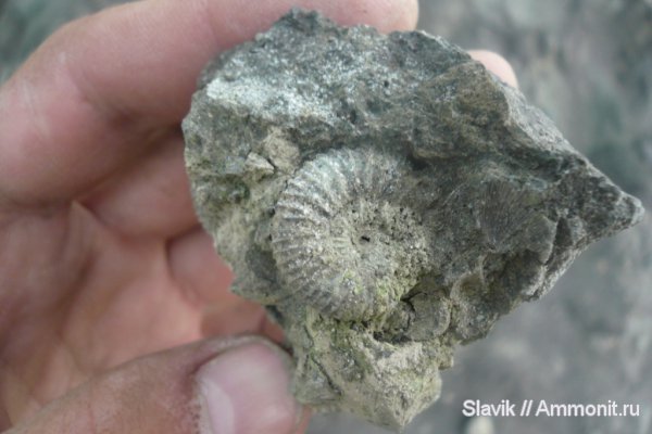 аммониты, юра, Pavlovia, Еганово, Pavlovia pavlovi, Ammonites, Jurassic