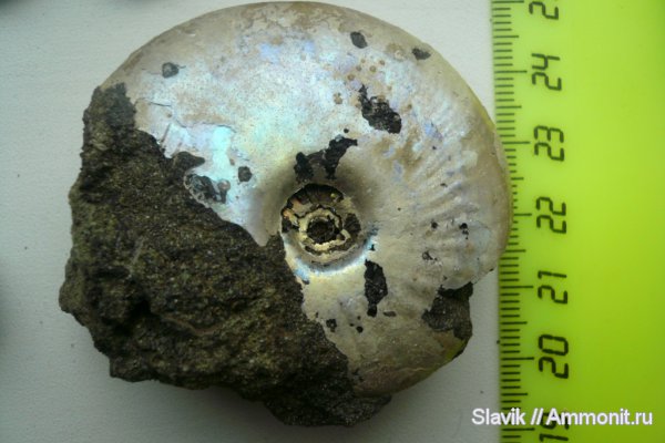 юра, Garniericeras, Еганово, Jurassic