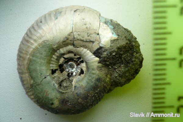 юра, Еганово, Craspedites, Jurassic