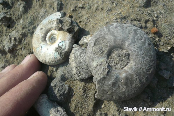 аммониты, юра, Еганово, Craspedites, Ammonites, Jurassic