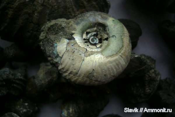 юра, Еганово, Craspedites, Jurassic