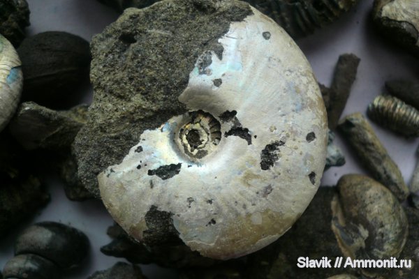 юра, Garniericeras, Еганово, Jurassic