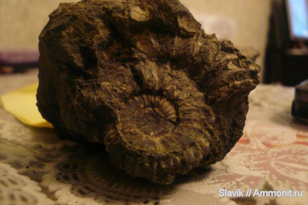 юра, Pavlovia, Еганово, Jurassic