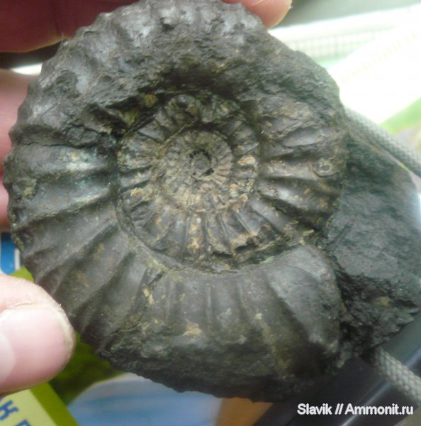 юра, Dorsoplanites, Еганово, Jurassic