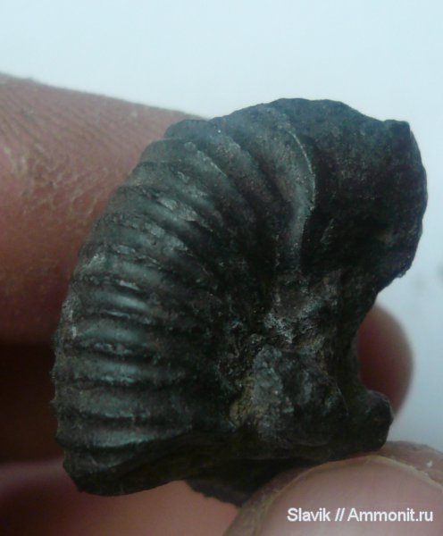 Москворечье, Dorsoplanites, устье