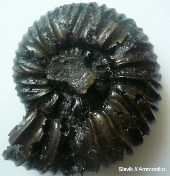 юра, Virgatites, Еганово, Virgatites pallasianus, Jurassic