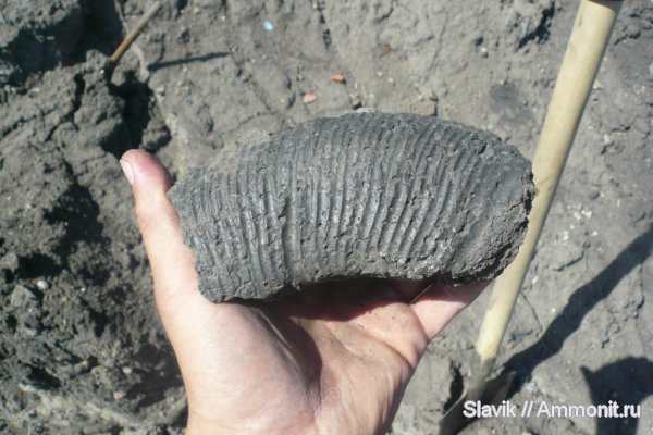 юра, Zaraiskites, Jurassic