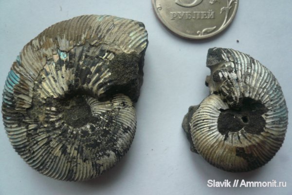 аммониты, юра, Ammonites, Jurassic