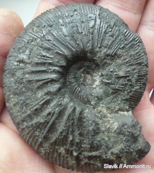 юра, Virgatites, Virgatites gerassimovi, Jurassic