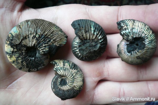 аммониты, юра, Ammonites, Jurassic