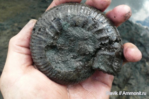 юра, Dorsoplanites, Dorsoplanites serus, зона Virgatites virgatus, Dorsoplanitidae, Jurassic