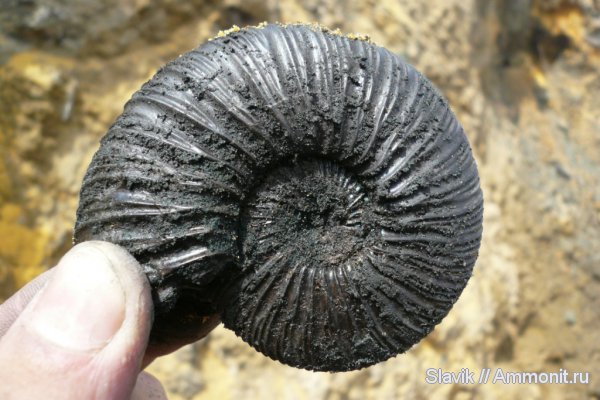 юра, Еганово, Virgatites virgatus, зона Virgatites virgatus, Jurassic