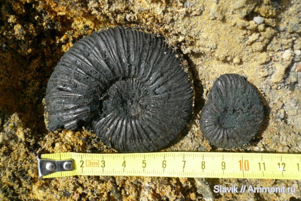 аммониты, юра, Еганово, Virgatites virgatus, Ammonites, зона Virgatites virgatus, Jurassic