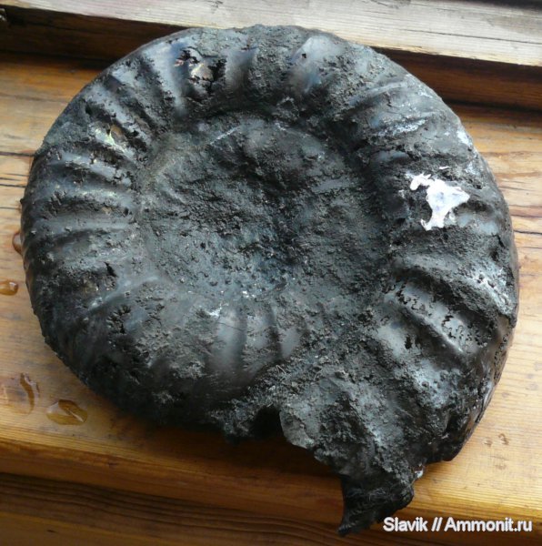 юра, Dorsoplanites, Еганово, Dorsoplanites serus, Dorsoplanitidae, Jurassic