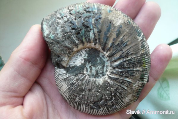 аммониты, юра, Virgatites, Virgatites gerassimovi, Ammonites, зона Virgatites virgatus, Jurassic