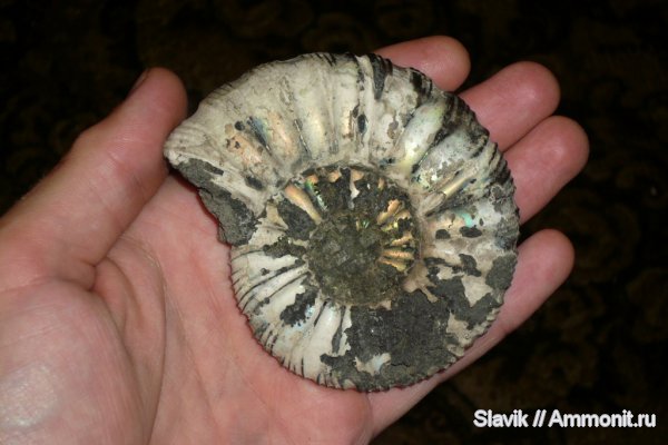 аммониты, юра, Virgatites gerassimovi, Ammonites, Jurassic