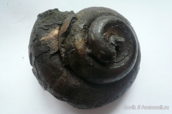 гастроподы, юра, Pleurotomaria, безымянный ручей у г. Дзержинский, Jurassic