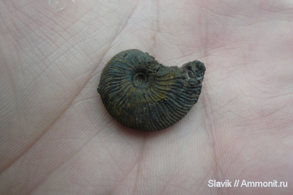 аммониты, юра, Zaraiskites, Ammonites, безымянный ручей у г. Дзержинский, Jurassic