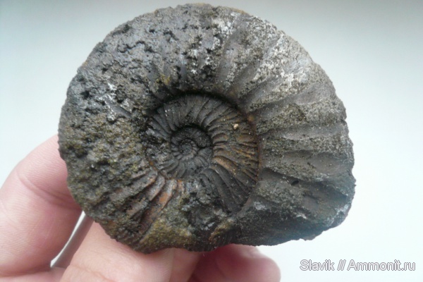 аммониты, юра, Virgatites, Virgatites gerassimovi, Ammonites, безымянный ручей у г. Дзержинский, Jurassic