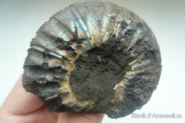аммониты, юра, Virgatites, Virgatites gerassimovi, Ammonites, безымянный ручей у г. Дзержинский, Jurassic
