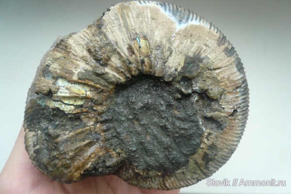 аммониты, юра, Virgatites, Virgatites gerassimovi, Ammonites, безымянный ручей у г. Дзержинский, Jurassic