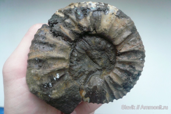 аммониты, юра, Virgatites, Virgatites pallasianus, Ammonites, безымянный ручей у г. Дзержинский, Jurassic