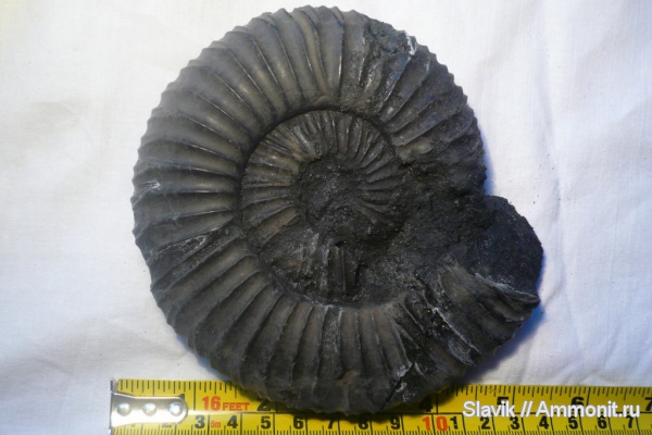 аммониты, юра, Virgatites, Еганово, Virgatites virgatus, Ammonites, зона Virgatites virgatus, Jurassic