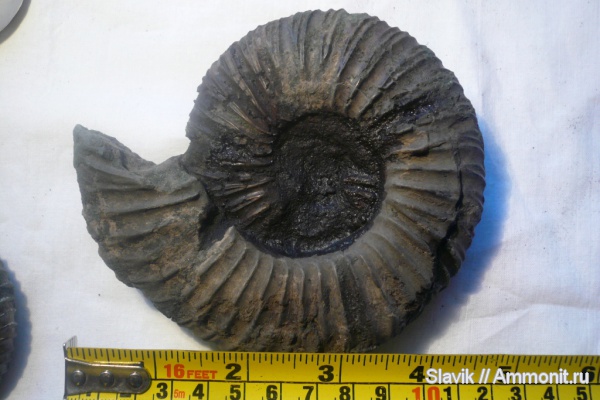 аммониты, юра, Virgatites, Еганово, Ammonites, Jurassic