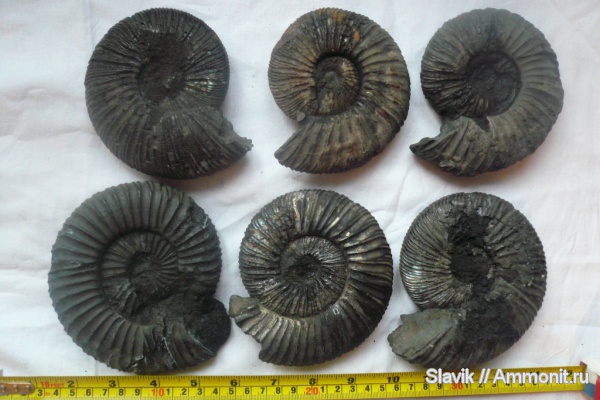 аммониты, юра, Virgatites, Virgatites virgatus, Ammonites, Virgatites sosia, Jurassic