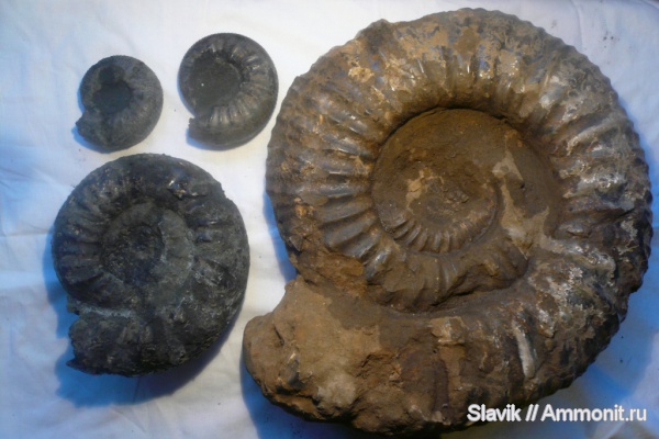 аммониты, юра, Dorsoplanites, Lomonossovella, Dorsoplanites serus, Lomonossovella lomonossovi, Ammonites, Jurassic