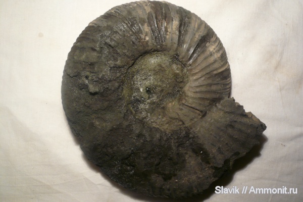 аммониты, юра, Virgatites, Еганово, Virgatites virgatus, Ammonites, Jurassic