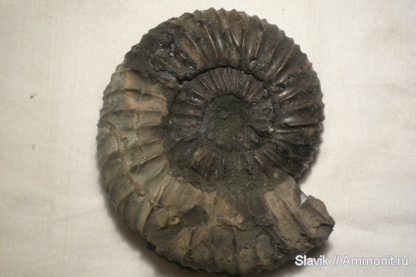 аммониты, юра, Virgatites, Еганово, Virgatites pallasianus, Ammonites, Jurassic