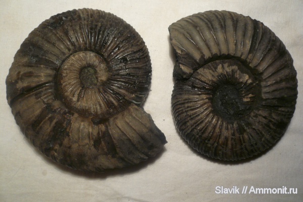 аммониты, юра, Virgatites, Еганово, Virgatites virgatus, Ammonites, Jurassic