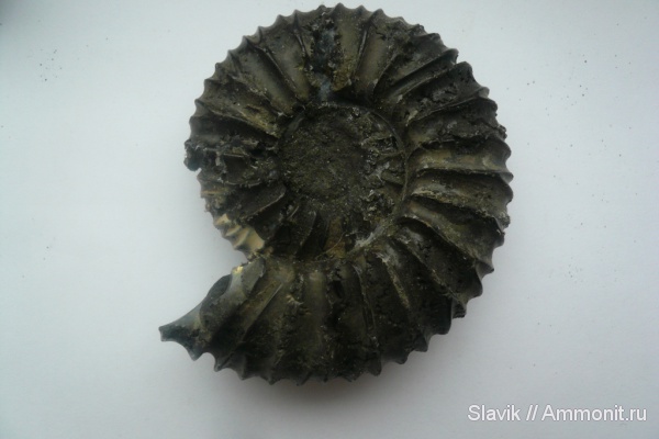 аммониты, юра, Virgatites, Еганово, Virgatites pallasianus, Ammonites, Jurassic