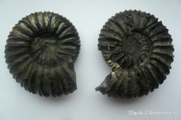аммониты, юра, Virgatites, Еганово, Virgatites pallasianus, Ammonites, Jurassic