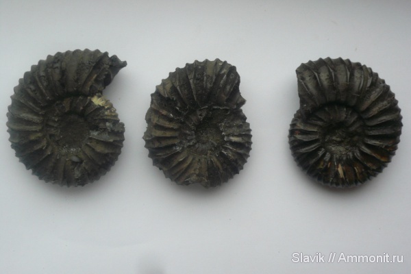 аммониты, юра, Virgatites, Еганово, Virgatites pallasianus, Ammonites, Jurassic