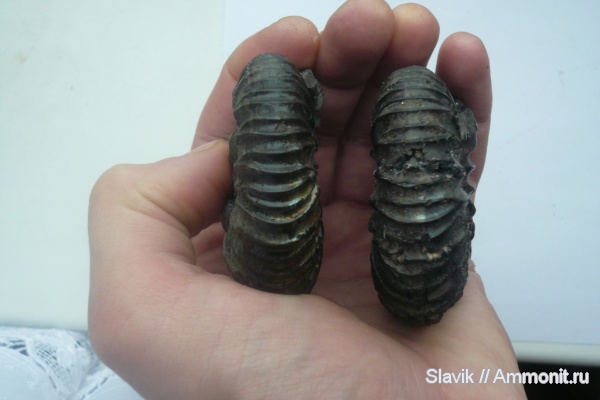 аммониты, юра, Virgatites, Еганово, Virgatites pallasianus, Ammonites, Jurassic