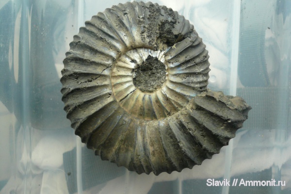 аммониты, юра, Virgatites, Еганово, Ammonites, Jurassic