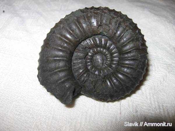 аммониты, юра, Dorsoplanites, Капотня, Ammonites, Jurassic