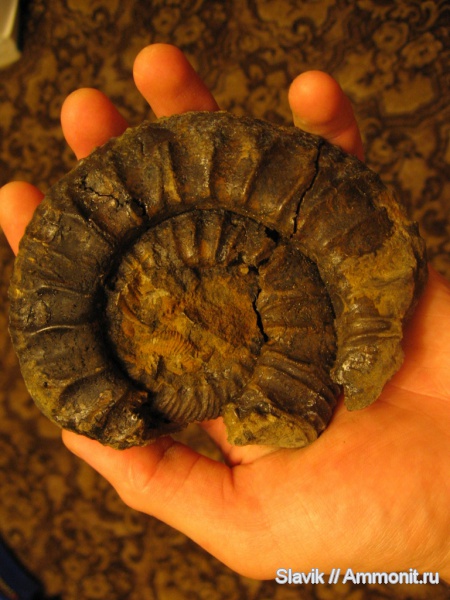 юра, Москворечье, Zaraiskites, Zaraiskites scythicus, Jurassic